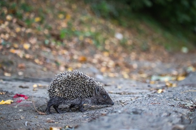 高水平表现 高水平表现